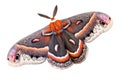 Cecropia moth on white Royalty Free Stock Photo