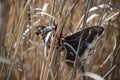 Cecropia moths mating in the wild. Royalty Free Stock Photo