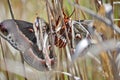 Cecropia moths mating in the wild. Royalty Free Stock Photo