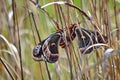 Cecropia moths mating in the wild. Royalty Free Stock Photo