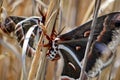 Cecropia moths mating in the wild. Royalty Free Stock Photo