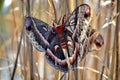 Cecropia moths mating in the wild. Royalty Free Stock Photo