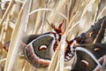 Cecropia moths mating in the wild. Royalty Free Stock Photo