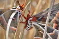 Cecropia moths mating in the wild. Royalty Free Stock Photo