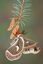 Cecropia on pine