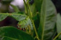 Cecropia silkmoth caterpillar just eating a leaf.