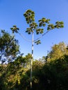 Cecropia tree in Sertao do Ribeirao - Florianopolis, Brazil