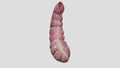 The cecum or caecum is a pouch within the peritoneum that is considered to be the beginning of the large intestine