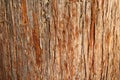 Cedar Bark