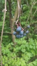 Cedar berries in Ohio