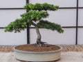 Cedar bonsai tree Cedrus Libani Royalty Free Stock Photo