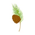 Cedar Branch with Evergreen Needle-like Leaves and Barrel-shaped Brown Seed Cones Vector Illustration