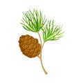Cedar Branch with Evergreen Needle-like Leaves and Barrel-shaped Brown Seed Cones Vector Illustration