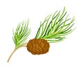 Cedar Branch with Evergreen Needle-like Leaves and Barrel-shaped Brown Seed Cones Vector Illustration