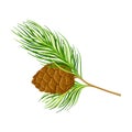 Cedar Branch with Evergreen Needle-like Leaves and Barrel-shaped Brown Seed Cones Vector Illustration