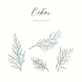 Cedar branch. Hand drawn wedding herb, plant elegant leaves for invitation save the date card design. Botanical rustic