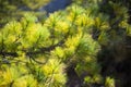 Cedar branch in the Himalayas mountains, Annapuna region, Nepal Royalty Free Stock Photo