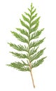 Cedar Branch isolated Royalty Free Stock Photo
