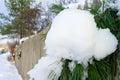 Cedar branch in snow