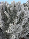 Cedar Branches in frost and sn