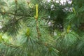 Cedar branches with long fluffy needles with a beautiful blurry background. Cedar branches with fresh shoots in spring