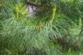 Cedar branches with long fluffy needles with a beautiful blurry background. Cedar branches with fresh shoots in spring