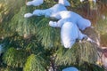 Cedar branches with long fluffy needles covered with snow with a beautiful blurry background