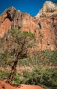 Cedar with Canyon in background at Zion National Park Royalty Free Stock Photo