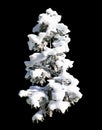 Cedar or Cedrus, coniferous tree. 3d render. Covered in snow.