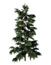 Cedar or Cedrus, coniferous tree. Isolated.