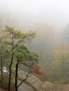 Cedar cliff fog Royalty Free Stock Photo