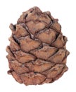 Cedar cone