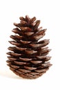 Cedar cone