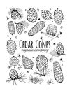 Cedar cone background, sketch for your design