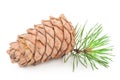 Cedar cone with branch