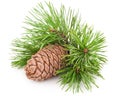 Cedar cone with branch