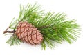 Cedar cone with branch