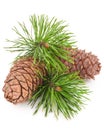 Cedar cone with branch