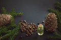 Cedar cone, branches and cedar oil on black. Royalty Free Stock Photo