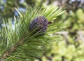 Cedar cone close-up on a tree branch in summer.