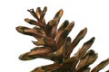 Cedar cone macro image. Royalty Free Stock Photo