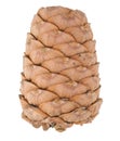 Cedar cone. Macro Royalty Free Stock Photo