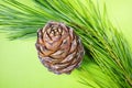 Cedar cone, nuts and a branch of Siberian cedar Royalty Free Stock Photo