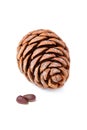 Cedar cone with nuts isolated. Royalty Free Stock Photo