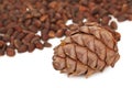 Cedar cone and nuts on white background Royalty Free Stock Photo