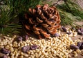 Cedar cone with peeled nuts on the table