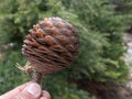 Cedar cone reaching sufficient maturity and seeded state