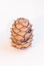 Cedar cone Royalty Free Stock Photo