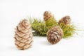 Cedar cones Royalty Free Stock Photo