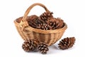 Cedar cones basket. Generate Ai Royalty Free Stock Photo